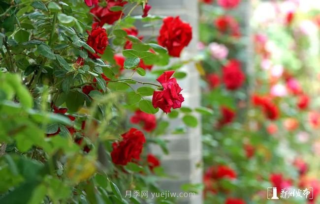 月季花開滿城，***美鄭州五月天（圖冊）(圖10)