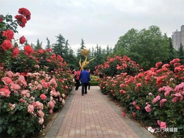 三門峽澗河公園：***美人間五月天，月季花開香滿城(圖2)