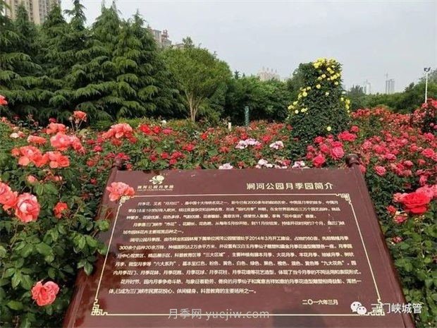 三門峽澗河公園：***美人間五月天，月季花開香滿城(圖1)