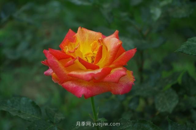 賞石家莊月季市花，遨游月季公園五月花海(圖1)