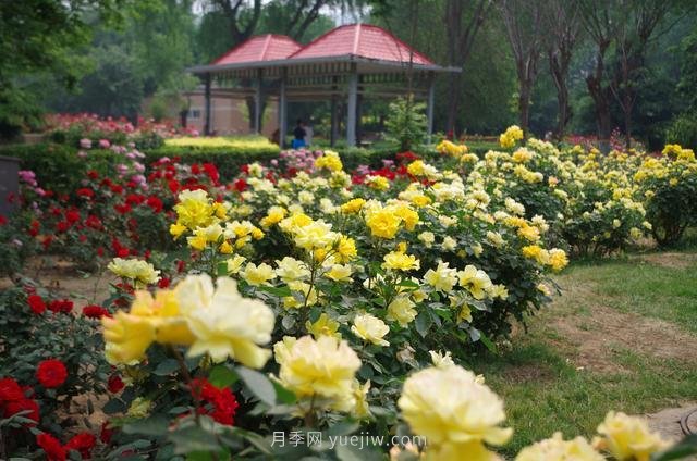 賞石家莊月季市花，遨游月季公園五月花海(圖2)