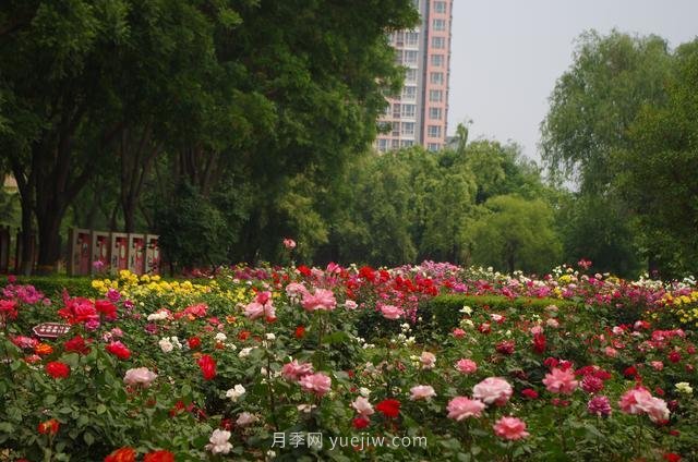 賞石家莊月季市花，遨游月季公園五月花海(圖4)