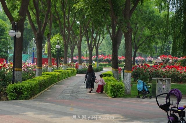 賞石家莊月季市花，遨游月季公園五月花海(圖6)