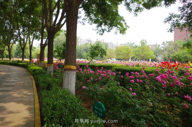 賞石家莊月季市花，遨游月季公園五月花海(圖7)