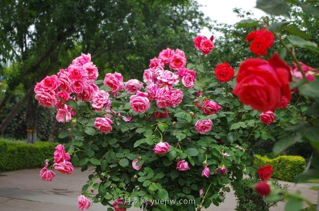 賞石家莊月季市花，遨游月季公園五月花海(圖9)