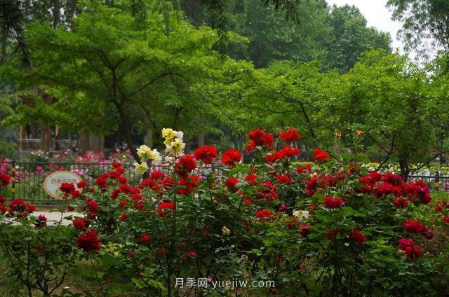 賞石家莊月季市花，遨游月季公園五月花海(圖8)
