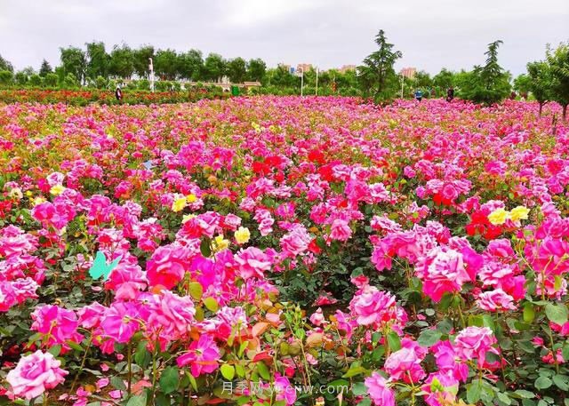 月季花開(kāi)相約咸陽(yáng)，去咸陽(yáng)看月季(圖1)