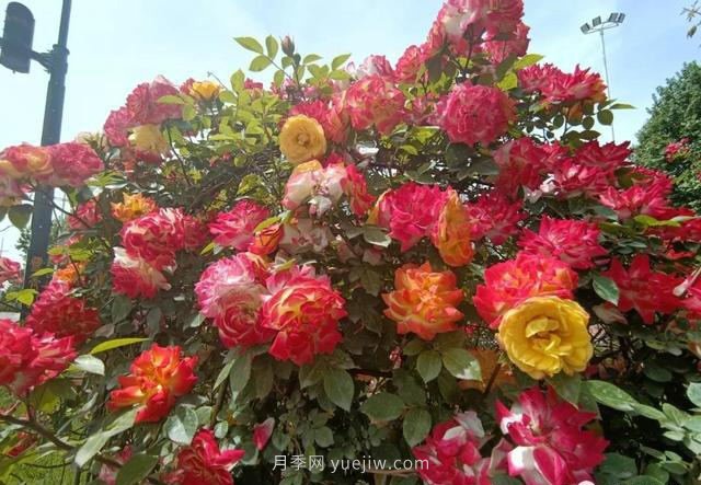 鞏義15.5萬株月季全城盛放，這些路太美了...(圖1)