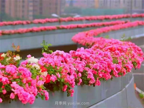 杭州有全國***美花路，大道兩旁開滿月季花，堵車都是享受(圖1)