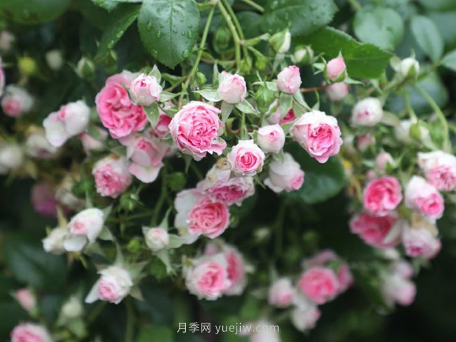 推薦4個品種，皮實好養(yǎng)開花量大，打造藤本花瀑布(圖1)