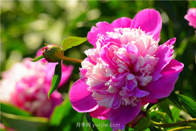新疆昌吉濱河公園，牡丹花開(kāi)，千姿百態(tài)(圖1)