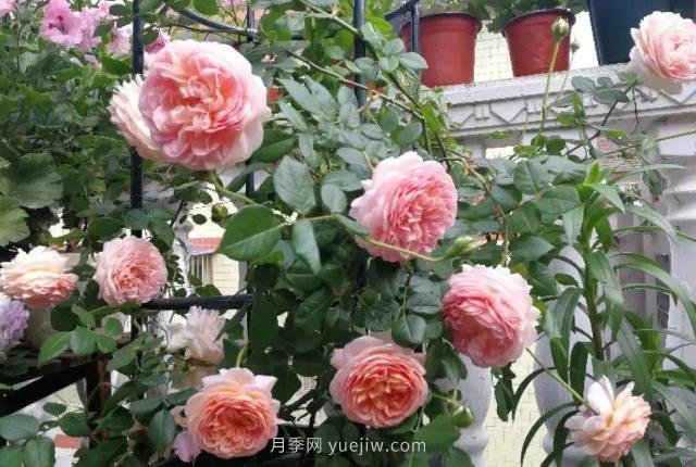 推薦6個(gè)濃香月季品種，抗病好養(yǎng)，香水月季就選她(圖1)