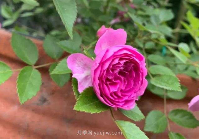 推薦6個(gè)濃香月季品種，抗病好養(yǎng)，香水月季就選她(圖5)