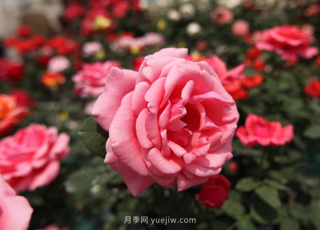粉扇月季，月季樹造型美，花大色艷四季有花香(圖1)