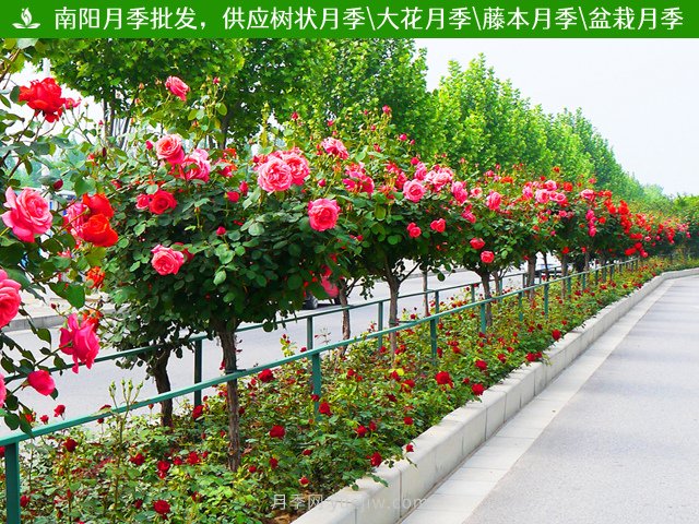 粉扇月季，月季樹造型美，花大色艷四季有花香(圖2)