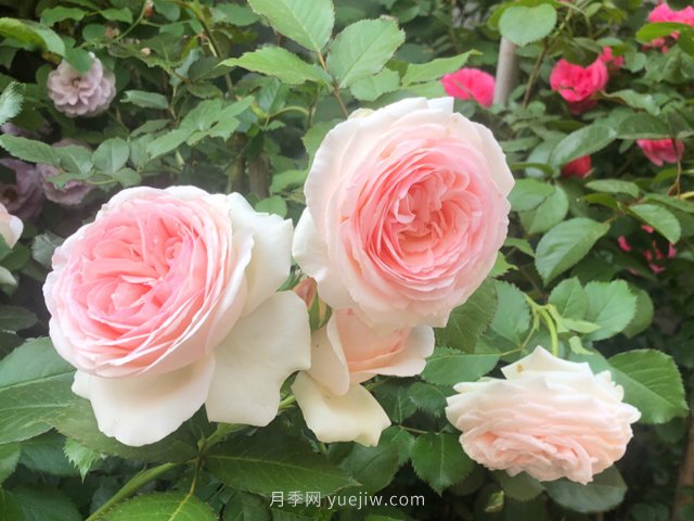 推薦10款朋友圈超火的月季花，每一款都太美了花友必買(圖2)