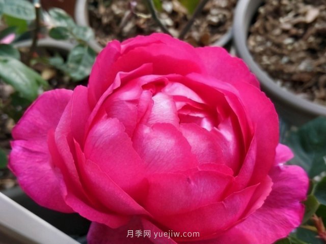 推薦10款朋友圈超火的月季花，每一款都太美了花友必買(圖4)