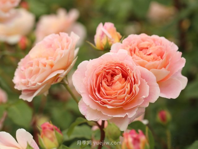 推薦10款朋友圈超火的月季花，每一款都太美了花友必買(圖9)