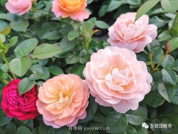 山東東營(yíng)：月季盛開(kāi)，這里的春天，太美了(圖3)