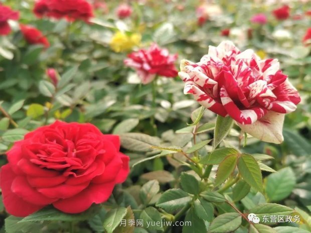 山東東營(yíng)：月季盛開(kāi)，這里的春天，太美了(圖2)