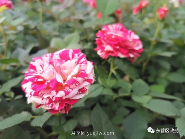 山東東營(yíng)：月季盛開(kāi)，這里的春天，太美了(圖1)