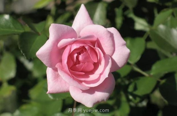 推薦16個世界上***受歡迎的月季品種，都獲得過榮譽(yù)(圖11)