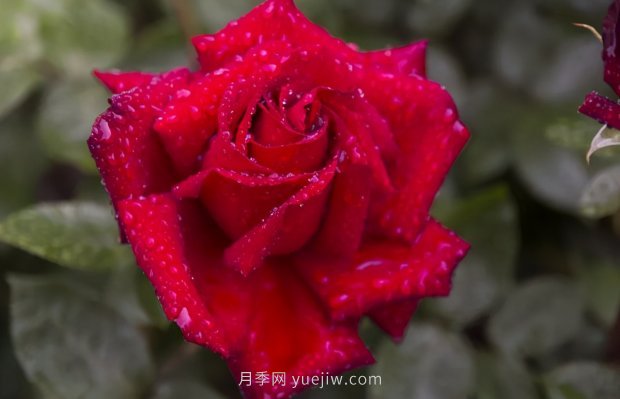 推薦16個世界上***受歡迎的月季品種，都獲得過榮譽(yù)(圖10)