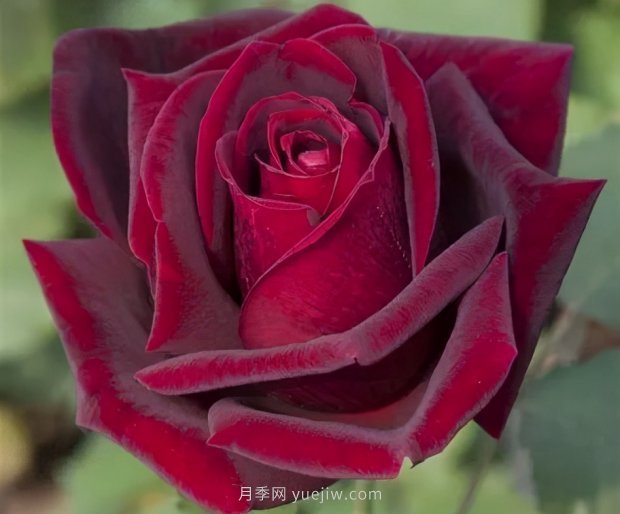 推薦16個世界上***受歡迎的月季品種，都獲得過榮譽(yù)(圖6)