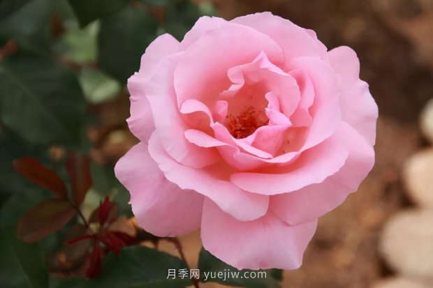 推薦16個世界上***受歡迎的月季品種，都獲得過榮譽(yù)(圖2)