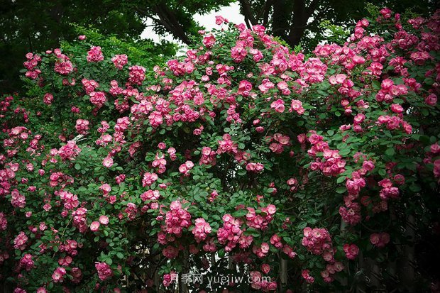 南昌濱江月季園，帶你去看天下風(fēng)流的江西月季花(圖2)