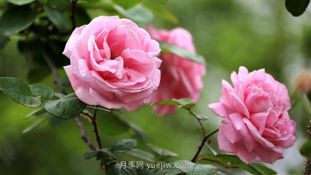 南昌濱江月季園，帶你去看天下風(fēng)流的江西月季花(圖3)