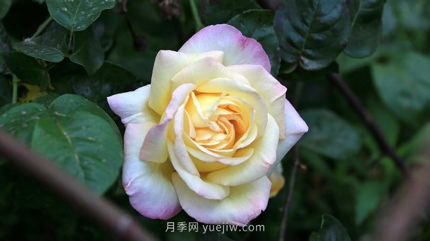 南昌濱江月季園，帶你去看天下風(fēng)流的江西月季花(圖5)