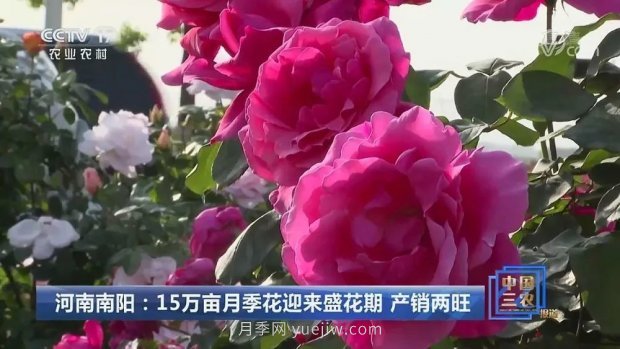 河南南陽(yáng)：15萬(wàn)畝月季花迎來(lái)盛花期 產(chǎn)銷兩旺(圖1)