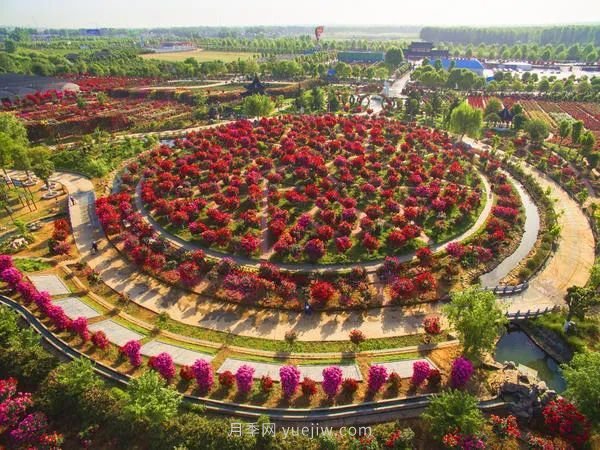 河南南陽(yáng)：15萬(wàn)畝月季花迎來(lái)盛花期 產(chǎn)銷兩旺(圖2)