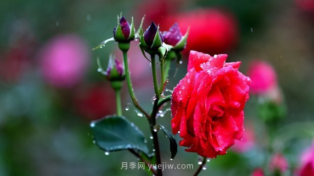 月季苗哪里買？買哪種規(guī)格的苗？買什么品種的苗？(圖4)