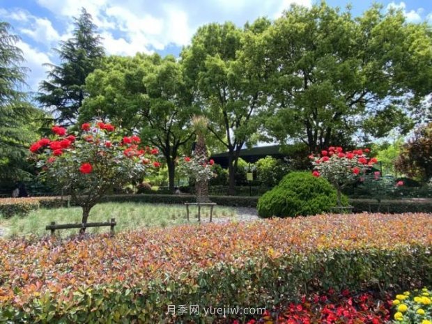 上海哪里月季花***美？到這些公園來看月季吧！(圖11)