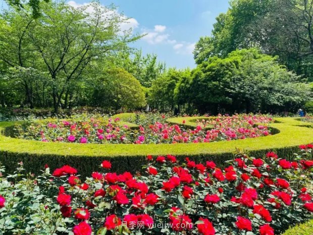 上海哪里月季花***美？到這些公園來看月季吧！(圖12)