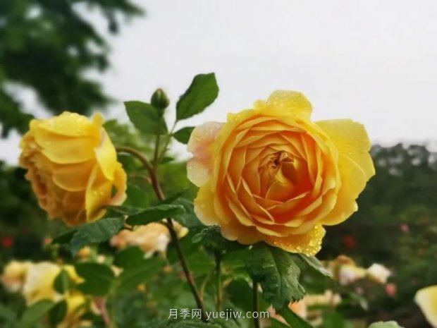上海哪里月季花***美？到這些公園來看月季吧！(圖2)