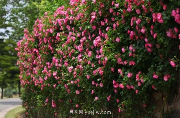 上海哪里月季花***美？到這些公園來看月季吧！(圖5)