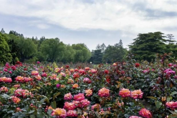 上海哪里月季花***美？到這些公園來看月季吧！(圖6)
