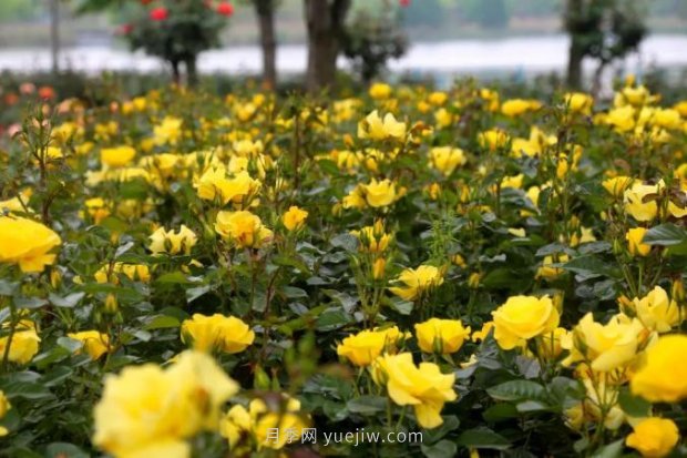 上海哪里月季花***美？到這些公園來看月季吧！(圖9)