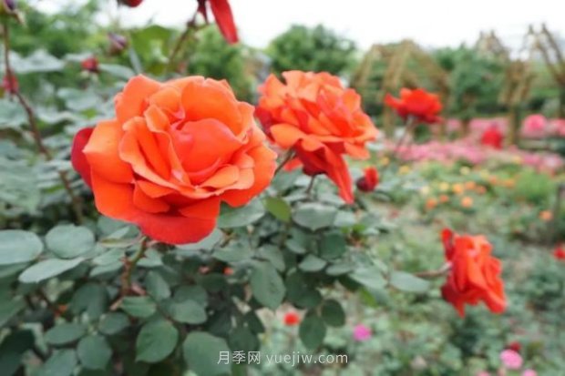 上海哪里月季花***美？到這些公園來看月季吧！(圖1)