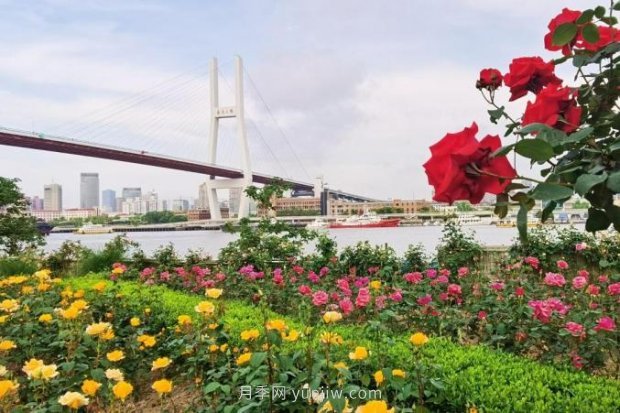 上海哪里月季花***美？到這些公園來看月季吧！(圖15)