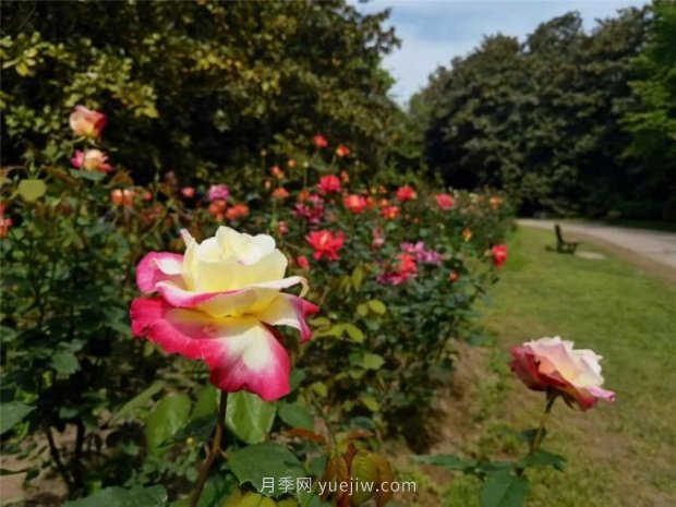 上海哪里月季花***美？到這些公園來看月季吧！(圖7)