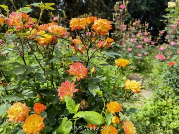 上海哪里月季花***美？到這些公園來看月季吧！(圖8)