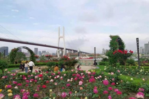 上海哪里月季花***美？到這些公園來看月季吧！(圖14)