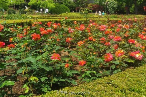 上海哪里月季花***美？到這些公園來看月季吧！(圖13)
