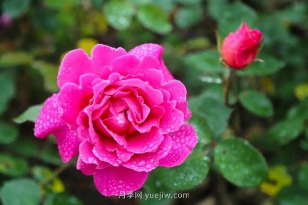 上海哪里月季花***美？到這些公園來看月季吧！(圖10)
