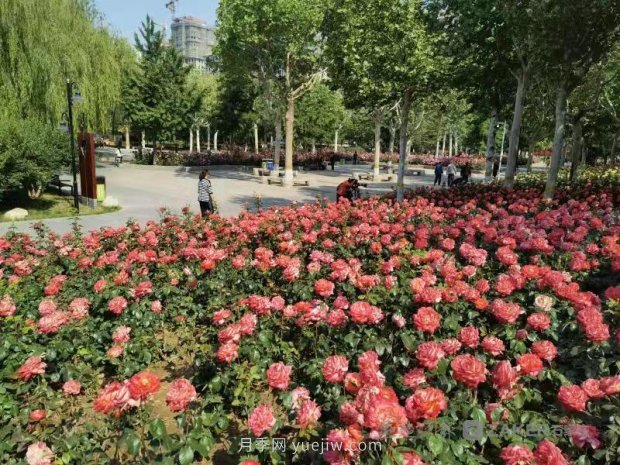 石家莊東環(huán)公園的月季正值盛花期，快來打卡(圖1)
