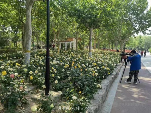 石家莊東環(huán)公園的月季正值盛花期，快來打卡(圖2)